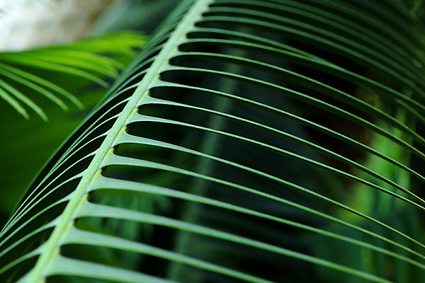 포토 JPG 주간 식물 백그라운드 잎 자연 근접촬영 사람없음 야외 아웃포커스 식물백그라운드 국내포토 자연요소 뷰포인트 촬영기법 생태계 파일형식