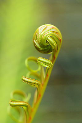 포토 JPG 주간 식물 줄기 백그라운드 자연 사람없음 야외 아웃포커스 식물백그라운드 말린_둥글게 국내포토 자연요소 컨셉 촬영기법 생태계 파일형식