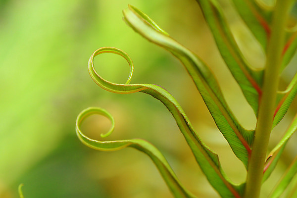 포토 JPG 주간 식물 줄기 백그라운드 자연 사람없음 야외 아웃포커스 식물백그라운드 말린_둥글게 국내포토 자연요소 컨셉 촬영기법 생태계 파일형식