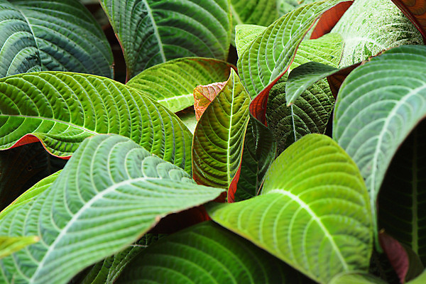 포토 JPG 주간 식물 백그라운드 잎 자연 사람없음 야외 아웃포커스 식물백그라운드 국내포토 자연요소 촬영기법 생태계 파일형식