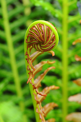 포토 JPG 주간 식물 줄기 백그라운드 자연 사람없음 야외 아웃포커스 식물백그라운드 말린_둥글게 국내포토 자연요소 컨셉 촬영기법 생태계 파일형식