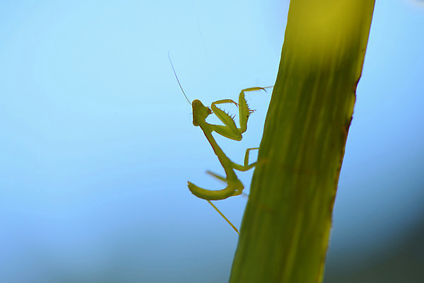 포토 JPG 주간 한마리 줄기 자연 풍경 사람없음 야외 아웃포커스 사마귀 국내포토 자연요소 식물 1 곤충 촬영기법 생태계 파일형식