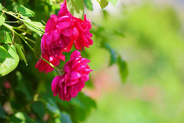 포토 JPG 주간 꽃 자연 풍경 사람없음 야외 아웃포커스 빨간색 장미 국내포토 자연요소 식물 컬러 촬영기법 생태계 파일형식