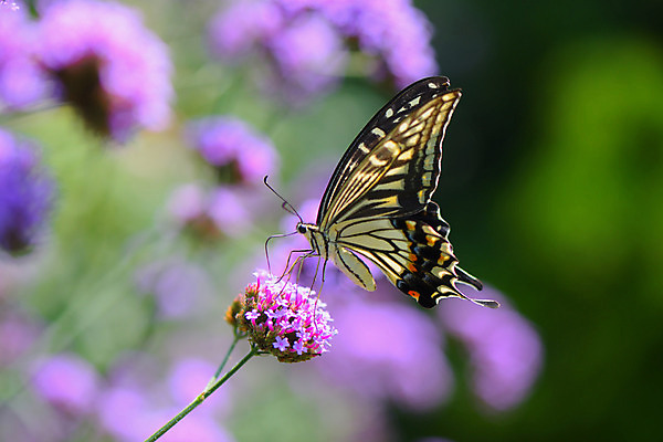 포토 JPG 주간 한마리 꽃 나비 자연 풍경 사람없음 야외 아웃포커스 국내포토 자연요소 식물 1 곤충 촬영기법 생태계 파일형식