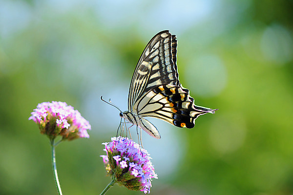 포토 JPG 주간 한마리 꽃 나비 자연 풍경 사람없음 야외 아웃포커스 국내포토 자연요소 식물 1 곤충 촬영기법 생태계 파일형식