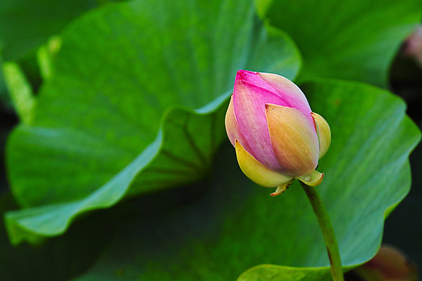 포토 JPG 주간 한송이 자연 연꽃 사람없음 야외 아웃포커스 연잎 국내포토 자연요소 1 꽃 잎 촬영기법 생태계 송이 파일형식
