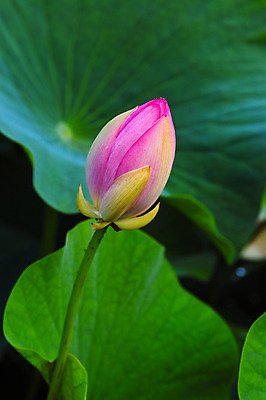 포토 JPG 주간 한송이 자연 연꽃 사람없음 야외 아웃포커스 연잎 국내포토 자연요소 1 꽃 잎 촬영기법 생태계 송이 파일형식