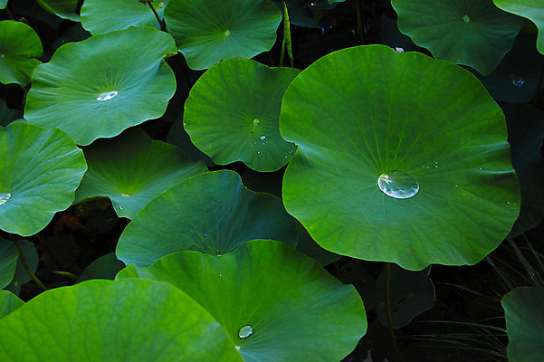 포토 JPG 주간 식물 백그라운드 잎 자연 사람없음 야외 물방울 연잎 식물백그라운드 국내포토 자연요소 생태계 파일형식