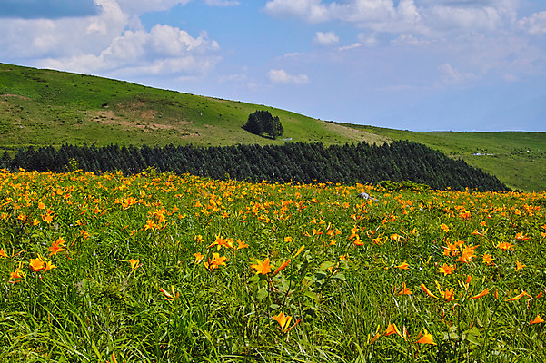 포토 JPG 주간 나무 구름 꽃 자연 하늘 풍경 사람없음 야외 목초지 언덕 국내포토 자연요소 식물 목장 생태계 파일형식 초원_자연
