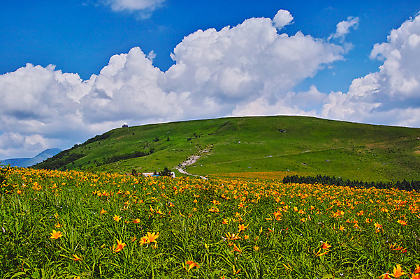 포토 JPG 주간 구름 꽃 자연 하늘 풍경 사람없음 야외 맑음 목초지 언덕 국내포토 자연요소 식물 날씨 목장 생태계 파일형식 초원_자연