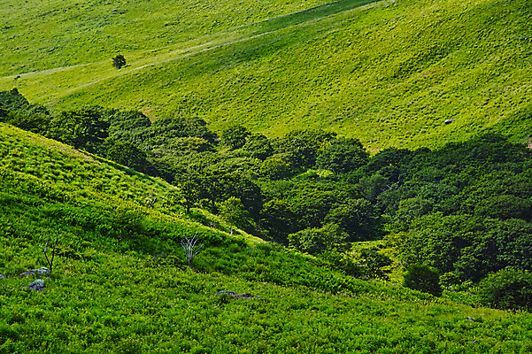포토 JPG 주간 나무 구름 자연 하늘 풍경 사람없음 야외 숲 언덕 국내포토 자연요소 식물 생태계 파일형식