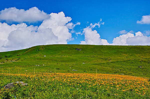 포토 JPG 주간 구름 꽃 자연 하늘 풍경 야외 맑음 목초지 언덕 국내포토 자연요소 식물 날씨 목장 생태계 파일형식 초원_자연