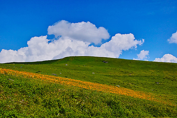 포토 JPG 주간 구름 꽃 자연 하늘 풍경 사람없음 야외 맑음 목초지 언덕 국내포토 자연요소 식물 날씨 목장 생태계 파일형식 초원_자연