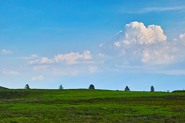 포토 JPG 주간 나무 구름 자연 하늘 풍경 사람없음 야외 맑음 목초지 국내포토 자연요소 식물 날씨 목장 생태계 파일형식 초원_자연