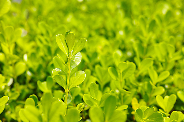 포토 JPG 주간 식물 백그라운드 자연 사람없음 야외 아웃포커스 초록색 풀잎 식물백그라운드 국내포토 자연요소 컬러 잎 촬영기법 풀_식물 생태계 파일형식