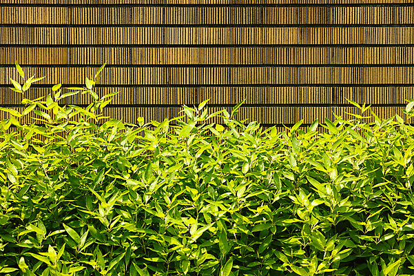 포토 JPG 주간 자연 나뭇잎 풍경 사람없음 야외 풀잎 국내포토 자연요소 잎 풀_식물 생태계 파일형식