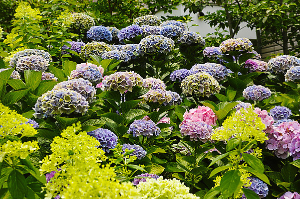 포토 JPG 주간 꽃 여러송이 백그라운드 꽃백그라운드 자연 사람없음 야외 수국 국내포토 자연요소 식물 다수 생태계 파일형식
