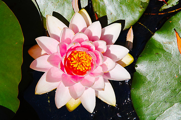 포토 JPG 주간 한송이 자연 연꽃 사람없음 야외 연못 연잎 국내포토 자연요소 1 꽃 잎 생태계 송이 파일형식