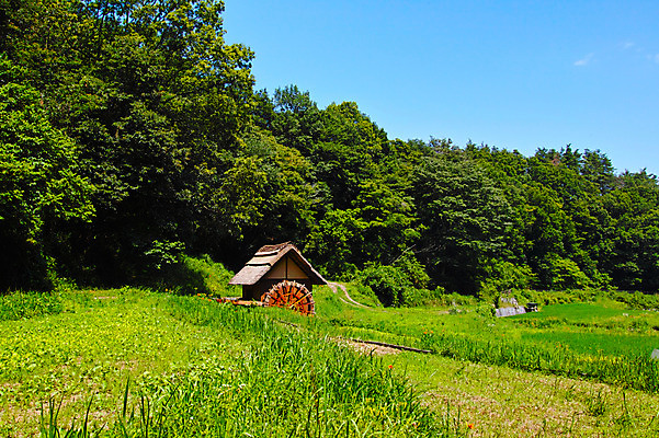 포토 JPG 주간 나무 자연 하늘 초가집 풍경 사람없음 야외 농경지 숲 물레방아 국내포토 자연요소 식물 한옥 농장 생태계 파일형식
