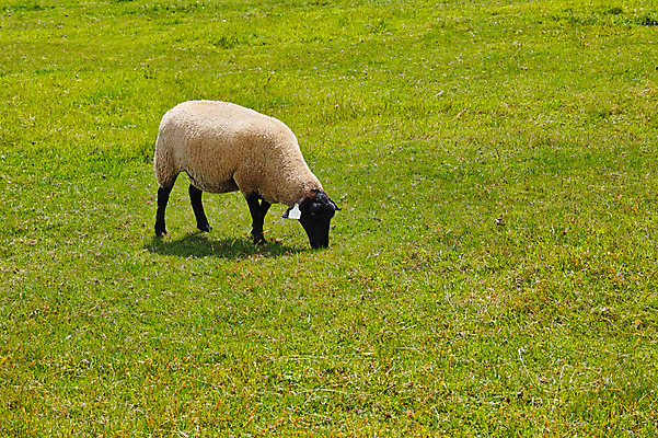 포토 JPG 주간 한마리 자연 풍경 사람없음 야외 가축 목초지 양 축산업 국내포토 자연요소 동물 1 산업 포유류 목장 생태계 파일형식 초원_자연