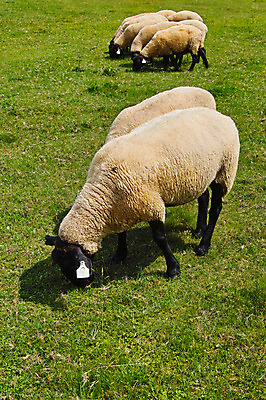 포토 JPG 주간 여러마리 자연 풍경 사람없음 야외 가축 목초지 양 축산업 국내포토 자연요소 동물 산업 다수 포유류 목장 생태계 파일형식 초원_자연