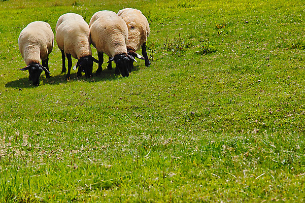 포토 JPG 주간 여러마리 자연 풍경 사람없음 야외 가축 목초지 양 축산업 국내포토 자연요소 동물 산업 다수 포유류 목장 생태계 파일형식 초원_자연