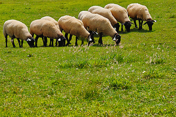포토 JPG 주간 여러마리 자연 풍경 사람없음 야외 가축 목초지 양 축산업 국내포토 자연요소 동물 산업 다수 포유류 목장 생태계 파일형식 초원_자연