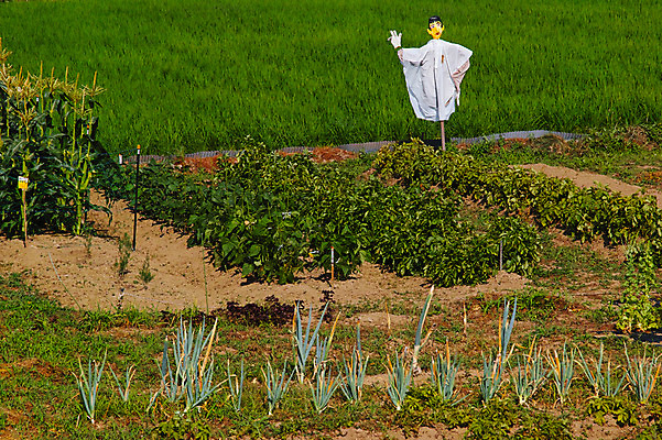 포토 JPG 주간 밭 자연 풍경 사람없음 야외 농경지 농사 허수아비 파 국내포토 자연요소 농업 채소 농장 생태계 파일형식