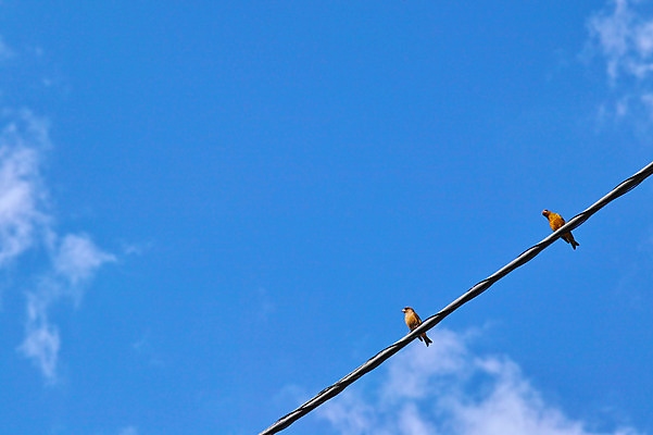 포토 JPG 주간 구름 두마리 자연 하늘 풍경 사람없음 야외 전선 참새 국내포토 자연요소 2 조류 생태계 파일형식