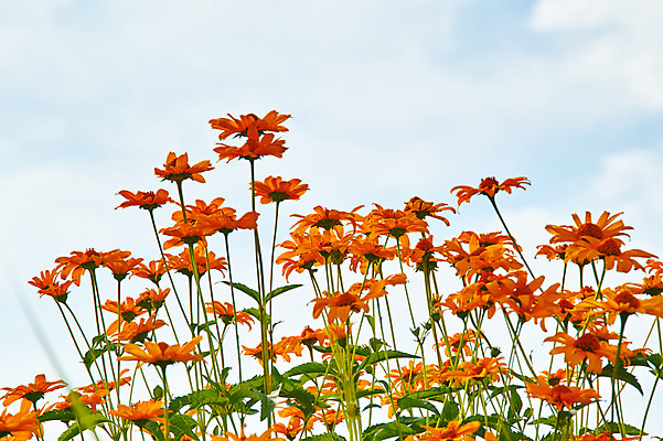 포토 JPG 주간 구름 꽃 여러송이 자연 하늘 풍경 사람없음 야외 주황색 국내포토 자연요소 식물 컬러 다수 생태계 파일형식