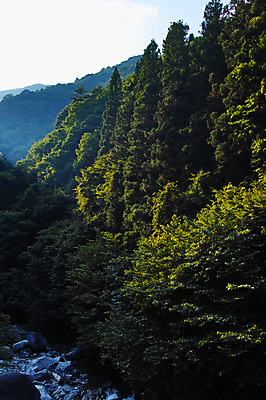 포토 JPG 주간 나무 자연 산 풍경 사람없음 야외 계곡 바위 숲 국내포토 자연요소 식물 돌_바위 생태계 파일형식