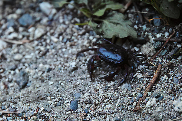 포토 JPG 주간 한마리 자연 풍경 사람없음 야외 아웃포커스 게 국내포토 자연요소 1 촬영기법 갑각류 생태계 파일형식