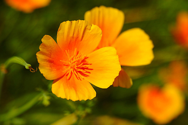 포토 JPG 주간 꽃 여러송이 자연 풍경 근접촬영 사람없음 야외 아웃포커스 주황색 국내포토 자연요소 식물 뷰포인트 컬러 다수 촬영기법 생태계 파일형식