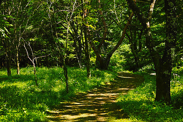 포토 JPG 주간 나무 자연 풍경 사람없음 야외 숲속 숲 오솔길 숲길 국내포토 자연요소 식물 길 생태계 파일형식