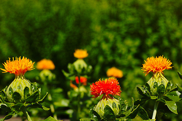 포토 JPG 주간 꽃 여러송이 자연 풍경 사람없음 야외 아웃포커스 국내포토 자연요소 식물 다수 촬영기법 생태계 파일형식