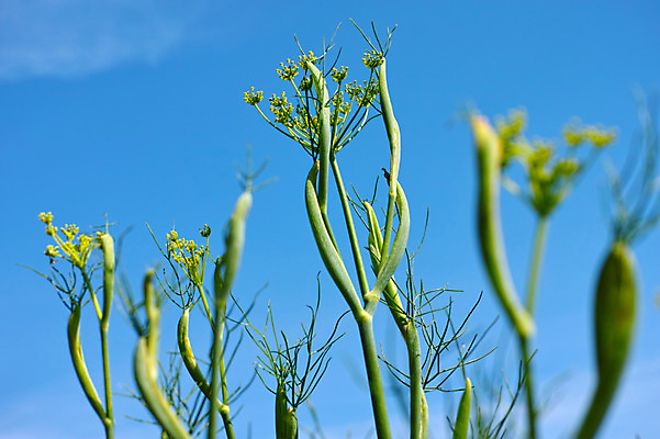 포토 JPG 주간 꽃 줄기 자연 하늘 풍경 사람없음 야외 국내포토 자연요소 식물 생태계 파일형식
