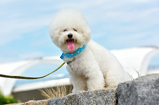 포토 JPG 주간 한마리 반려견 풍경 사람없음 야외 아웃포커스 반려동물 개 메롱 목줄 반려 비숑프리제 국내포토 자연요소 동물 1 포유류 모션 촬영기법 파일형식 반려용품