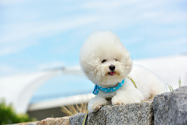 포토 JPG 주간 한마리 반려견 풍경 사람없음 야외 아웃포커스 반려동물 개 반려 비숑프리제 국내포토 자연요소 동물 1 포유류 촬영기법 파일형식