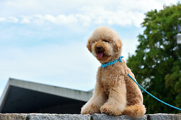 포토 JPG 주간 한마리 반려견 풍경 사람없음 야외 아웃포커스 반려동물 개 메롱 목줄 반려 비숑프리제 국내포토 자연요소 동물 1 포유류 모션 촬영기법 파일형식 반려용품