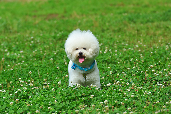 포토 JPG 주간 한마리 반려견 풍경 사람없음 야외 아웃포커스 반려동물 개 토끼풀 메롱 반려 비숑프리제 국내포토 자연요소 식물 동물 1 포유류 모션 촬영기법 파일형식