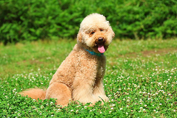포토 JPG 주간 한마리 반려견 풍경 사람없음 야외 아웃포커스 반려동물 개 토끼풀 메롱 반려 비숑프리제 국내포토 자연요소 식물 동물 1 포유류 모션 촬영기법 파일형식