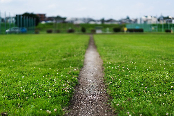 포토 JPG 주간 꽃 자연 풍경 잔디 사람없음 야외 아웃포커스 토끼풀 국내포토 자연요소 식물 촬영기법 생태계 파일형식