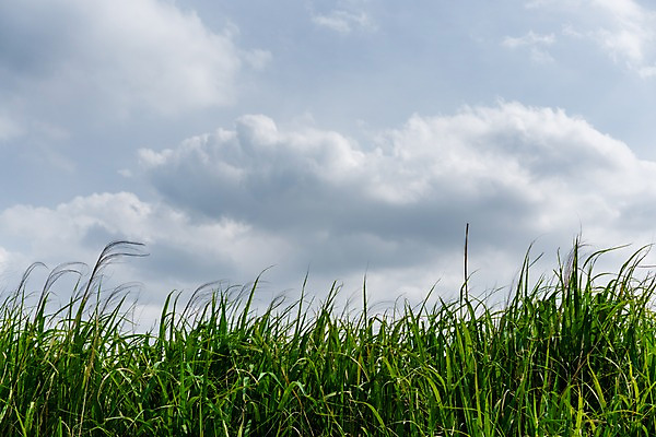 포토 JPG 주간 구름 자연 하늘 갈대 풍경 사람없음 야외 국내포토 자연요소 식물 생태계 파일형식