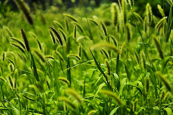 포토 JPG 주간 식물 백그라운드 자연 사람없음 야외 아웃포커스 식물백그라운드 강아지풀 국내포토 자연요소 촬영기법 생태계 한해살이풀 파일형식