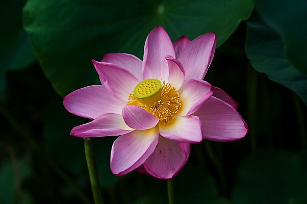 포토 JPG 주간 한송이 자연 연꽃 사람없음 야외 아웃포커스 연잎 국내포토 자연요소 1 꽃 잎 촬영기법 생태계 송이 파일형식