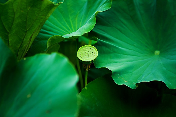 포토 JPG 주간 식물 백그라운드 잎 자연 사람없음 야외 아웃포커스 연잎 식물백그라운드 국내포토 자연요소 촬영기법 생태계 파일형식