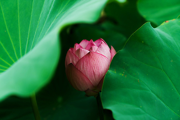 포토 JPG 주간 한송이 자연 연꽃 근접촬영 사람없음 야외 아웃포커스 연잎 국내포토 자연요소 1 꽃 뷰포인트 잎 촬영기법 생태계 송이 파일형식