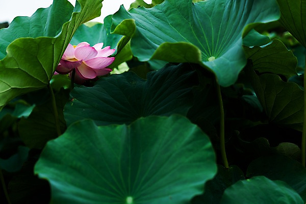 포토 JPG 주간 한송이 자연 연꽃 사람없음 야외 연잎 국내포토 자연요소 1 꽃 잎 생태계 송이 파일형식