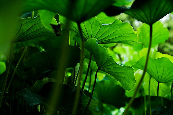 포토 JPG 주간 자연 풍경 사람없음 야외 아웃포커스 연잎 국내포토 자연요소 잎 촬영기법 생태계 파일형식