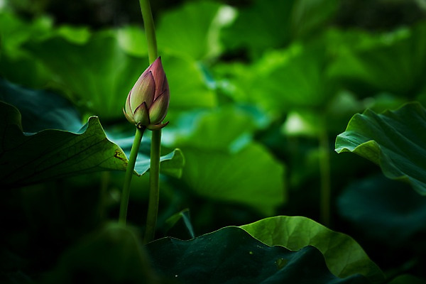 포토 JPG 주간 자연 연꽃 사람없음 야외 아웃포커스 연잎 국내포토 자연요소 꽃 잎 촬영기법 생태계 파일형식